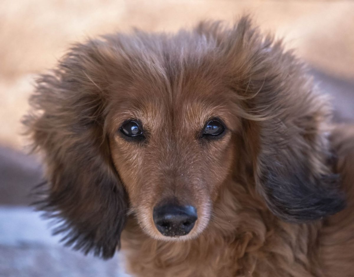 Кудрявая такса фото