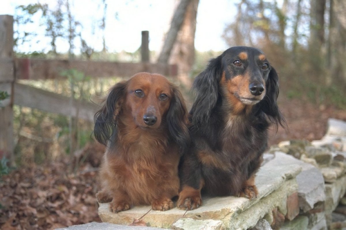 Собака большая такса с длинными ушами