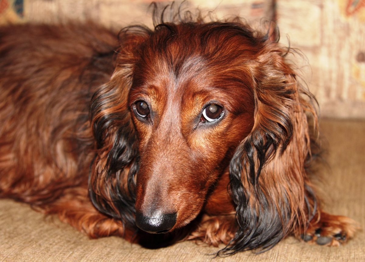 Кудрявая такса