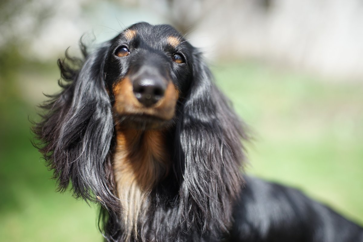 Такса такса длинношерстная