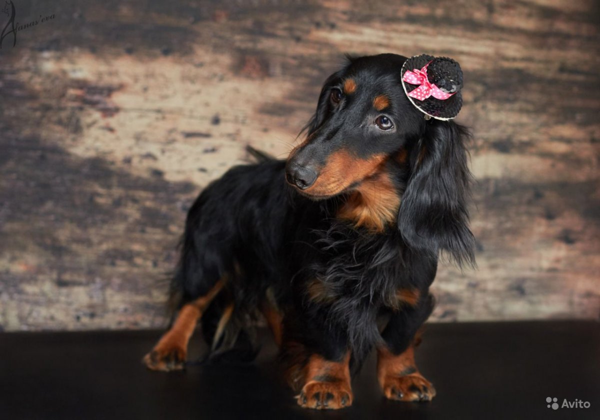 Такса длинношерстная Ланселот