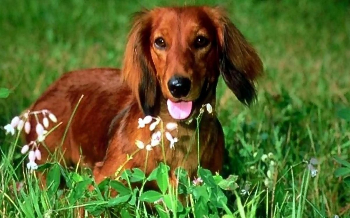 Охотничьи собака такса длинношерстная