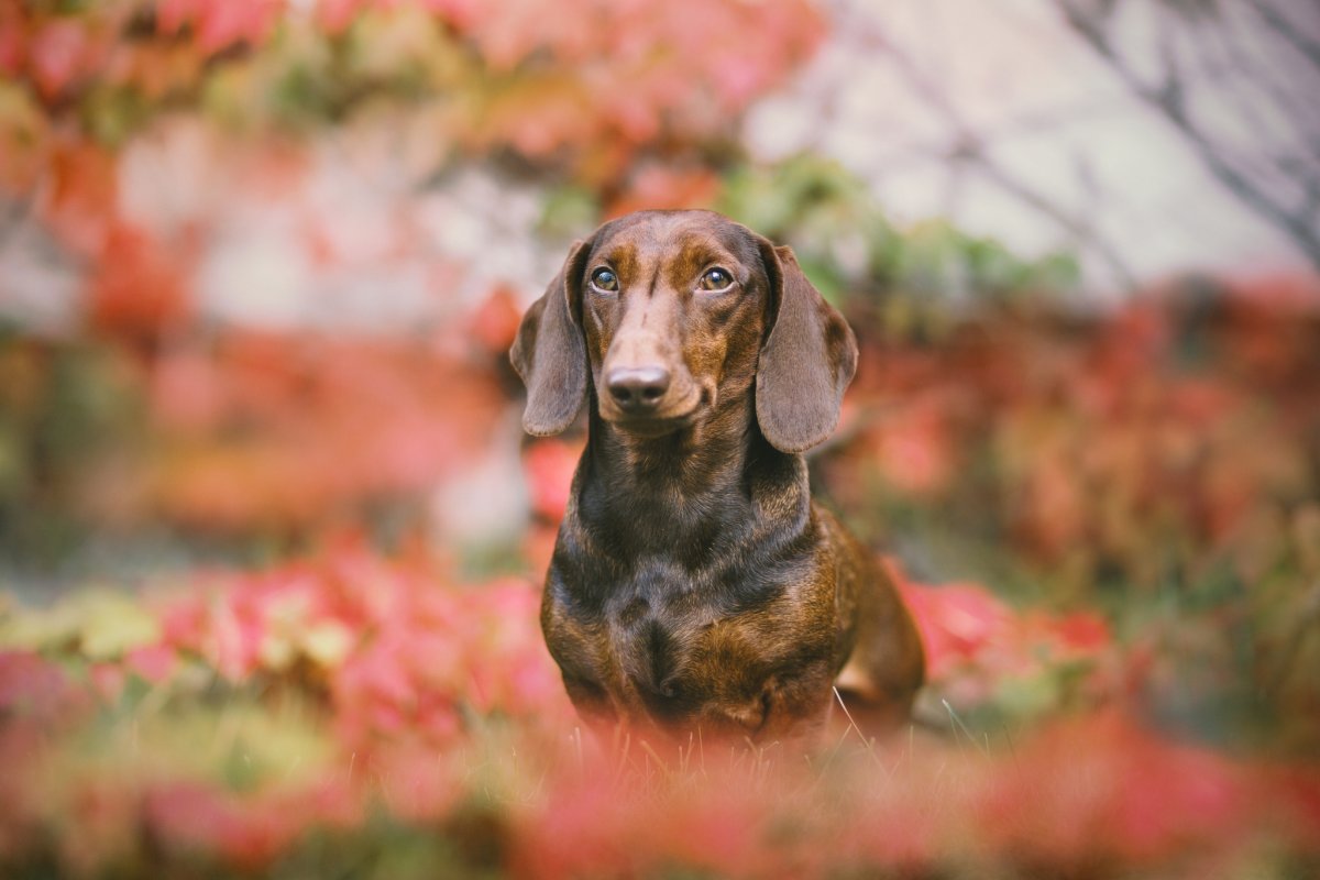 Осенние таксы