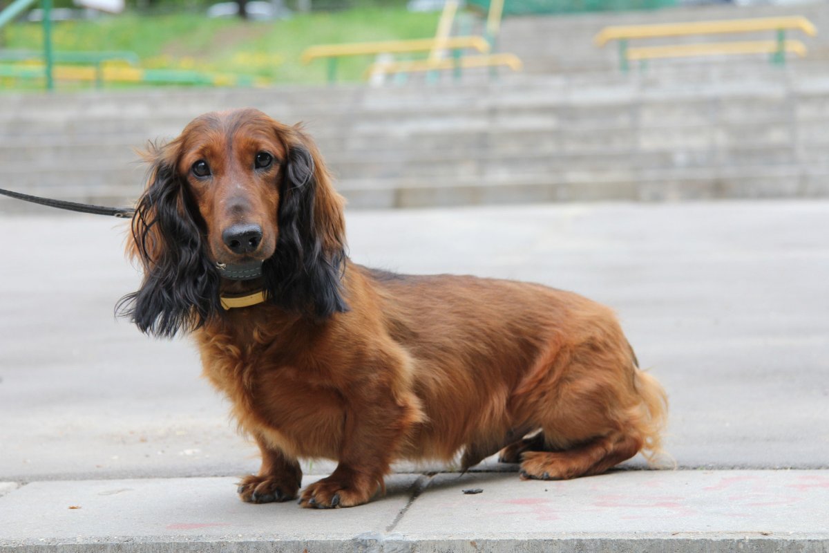 Кроличья такса длинношерстная