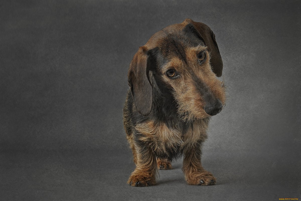 Такса Вивальди