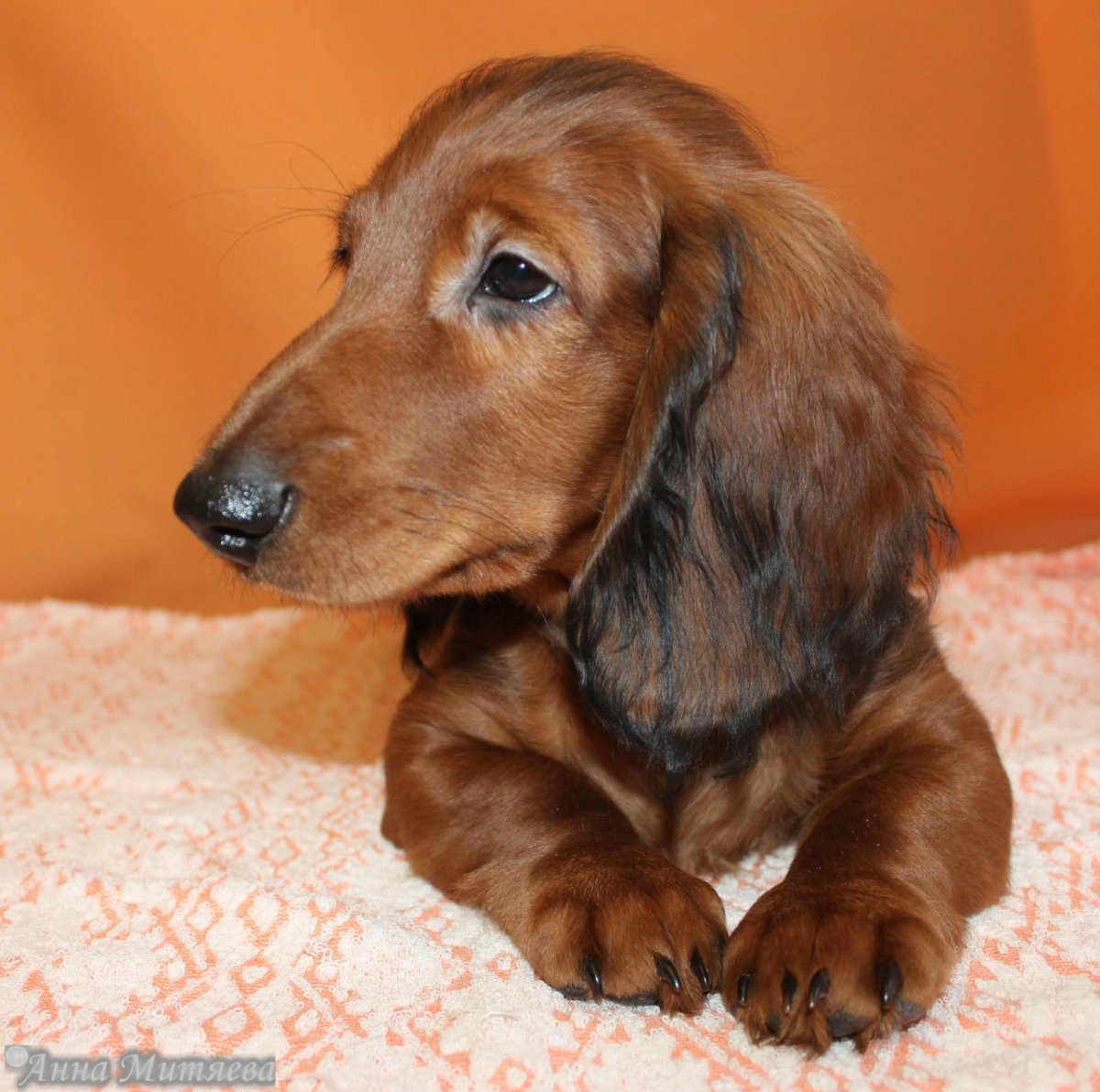 Соболиная длинношерстная такса