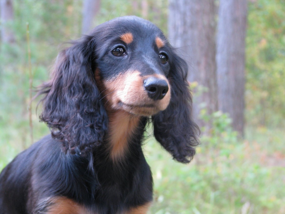 Маленькая собачка такса