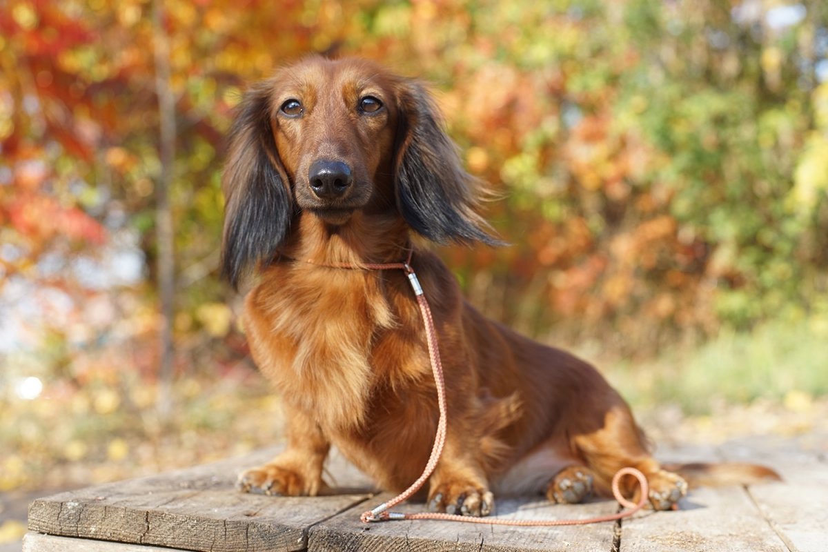 Такса длинношерстная