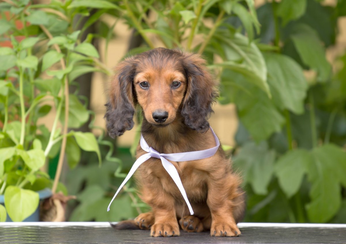 Кроличья такса кудрявая