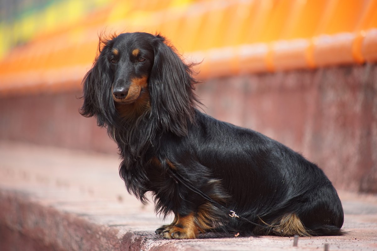 Такса Умиление