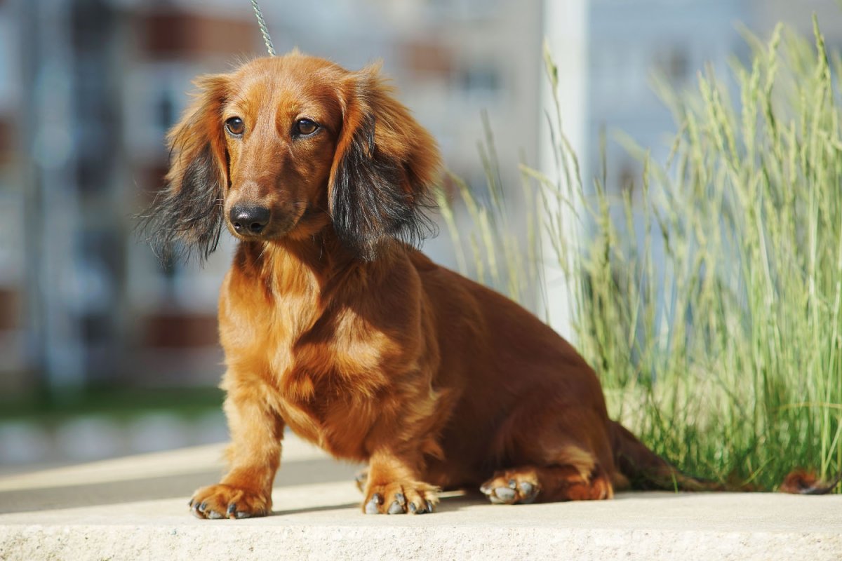 Такса длинношерстная