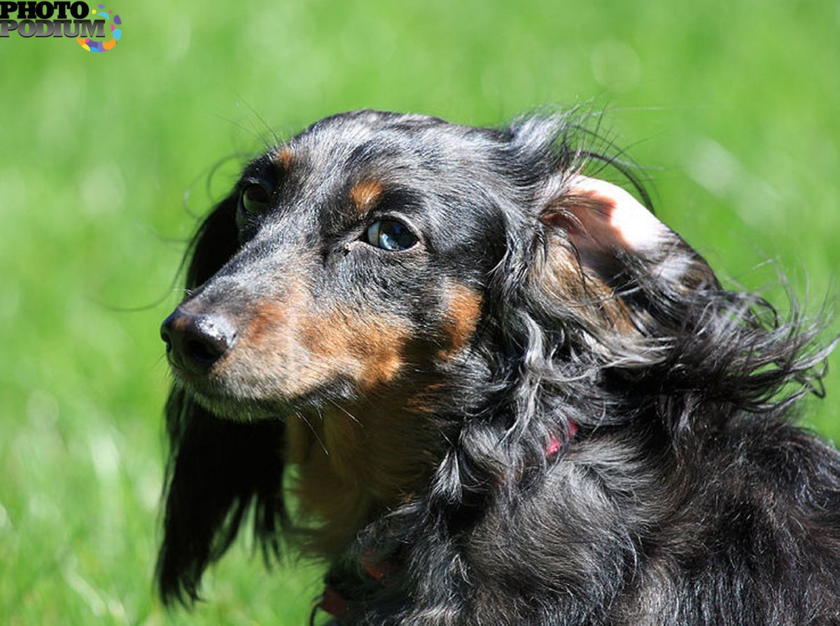 Жесткошерстная такса кудрявая