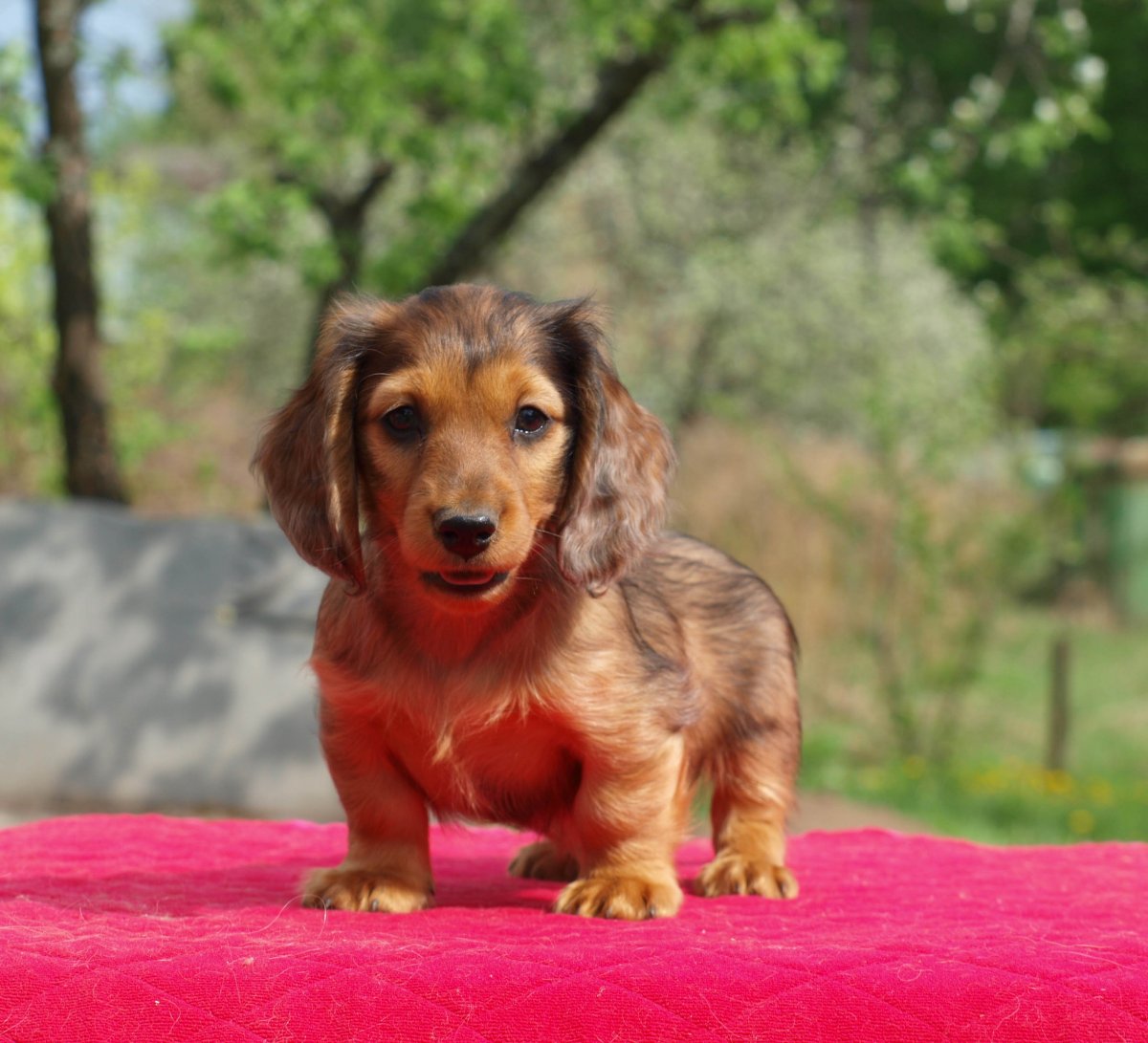 Такса собака длинношерстная