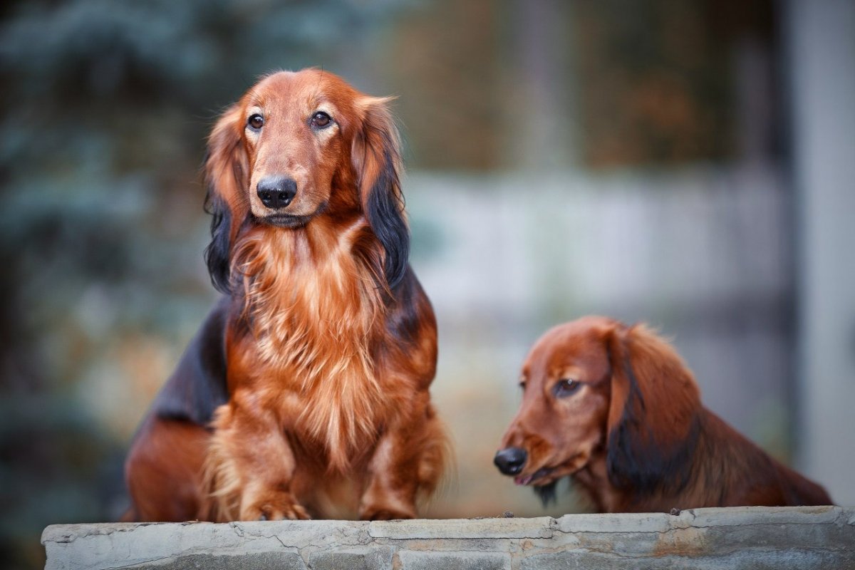 Такса длинношерстная карликовая