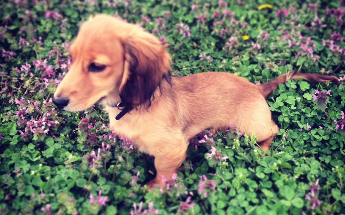 Порода пудель