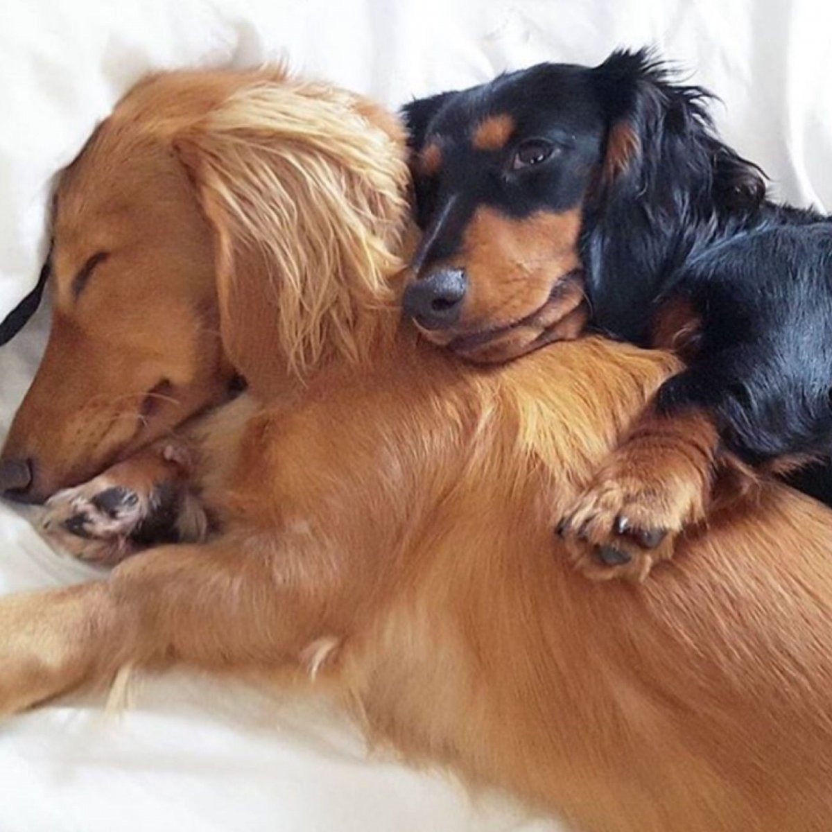 Английская такса