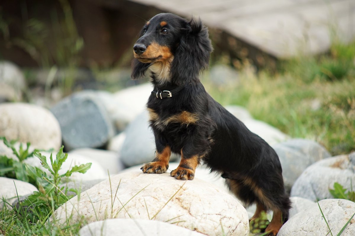 Такса длинношерстная кроличья черная