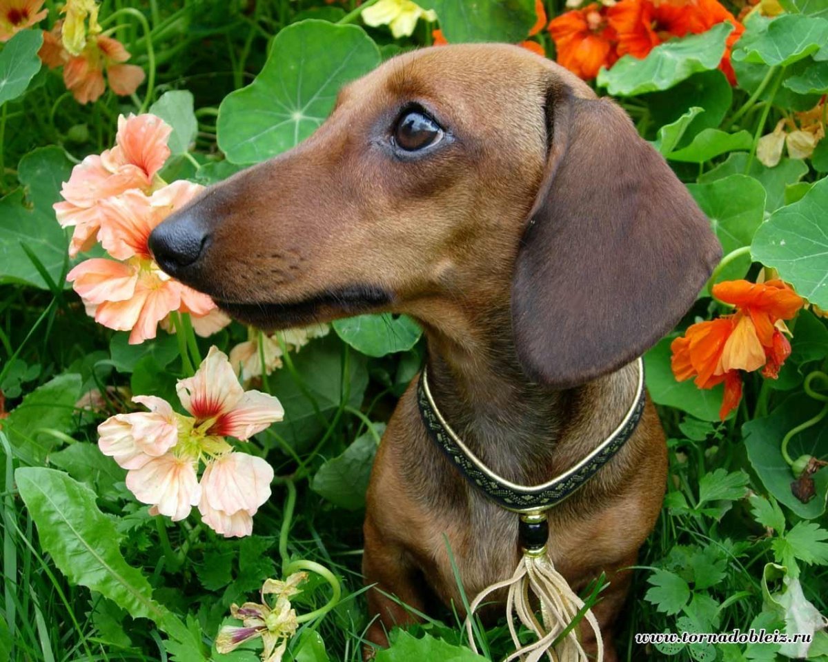 Такса характер