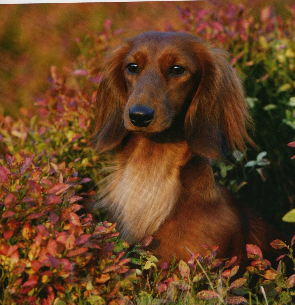 Британская такса