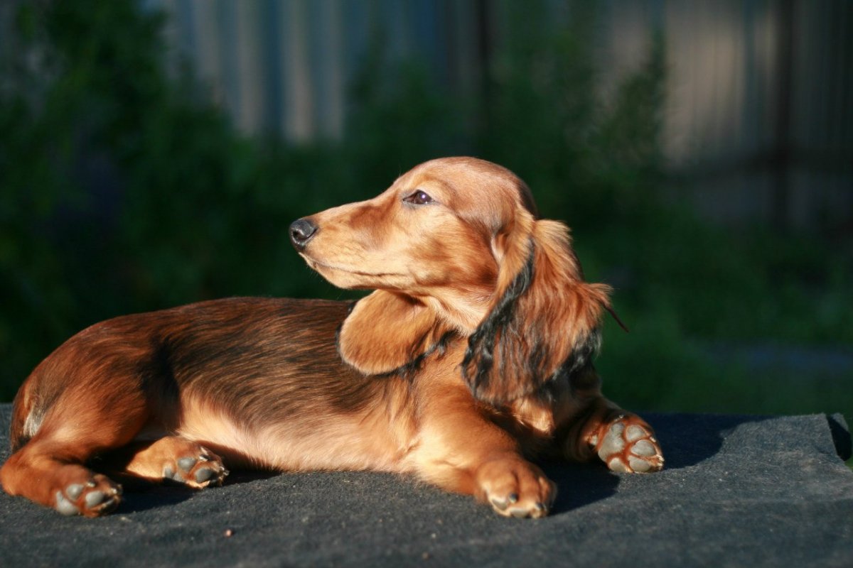 Пародия таксы