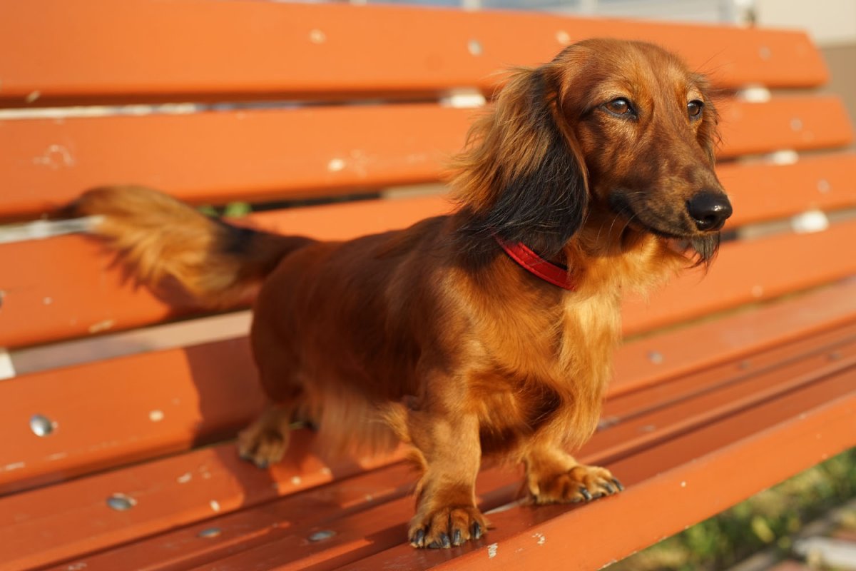 Английскийкокенл спаниель