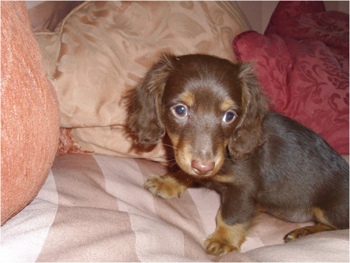 Доброе утро с длинношерстными таксами