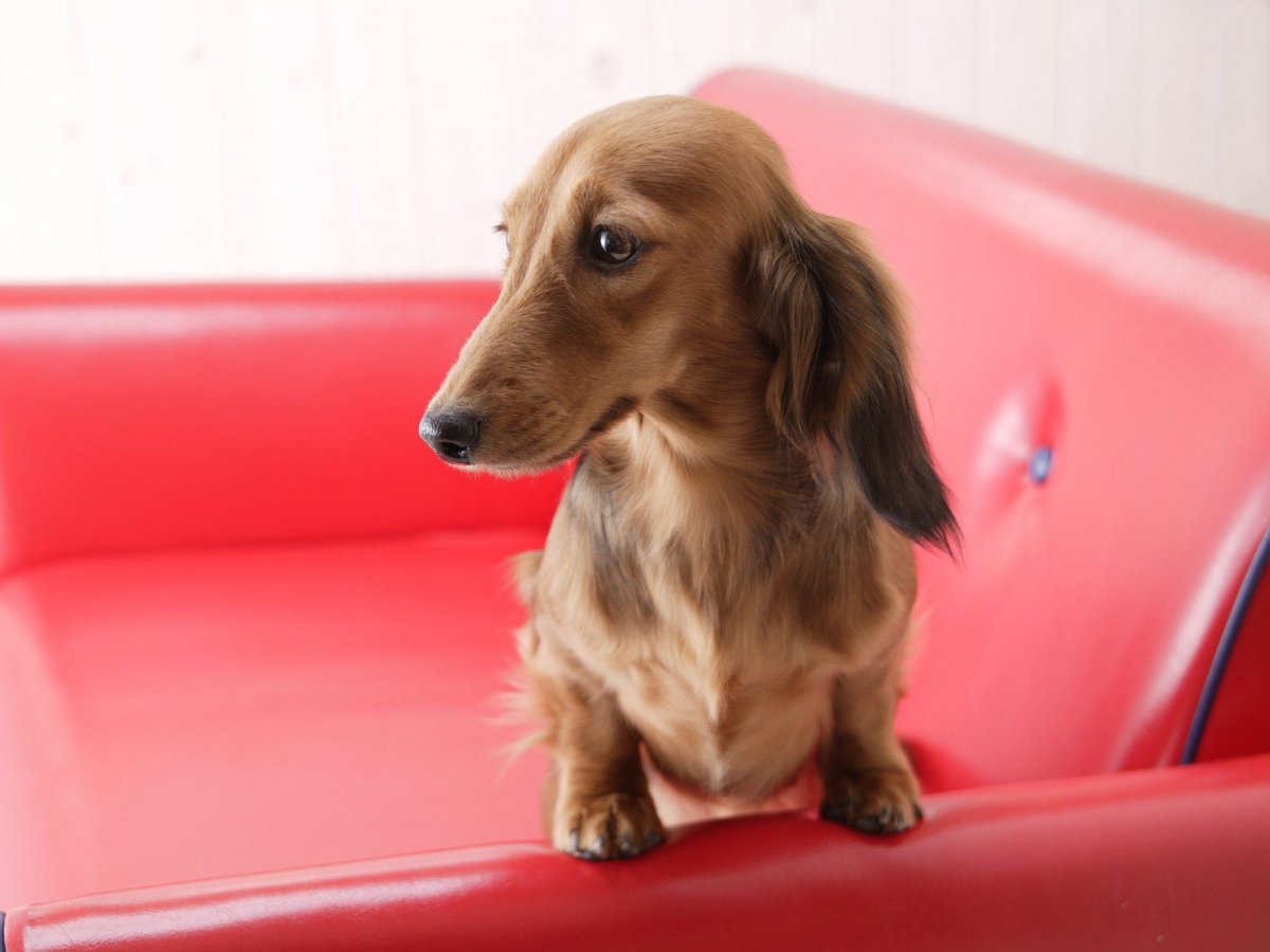 Такса длинношерстная