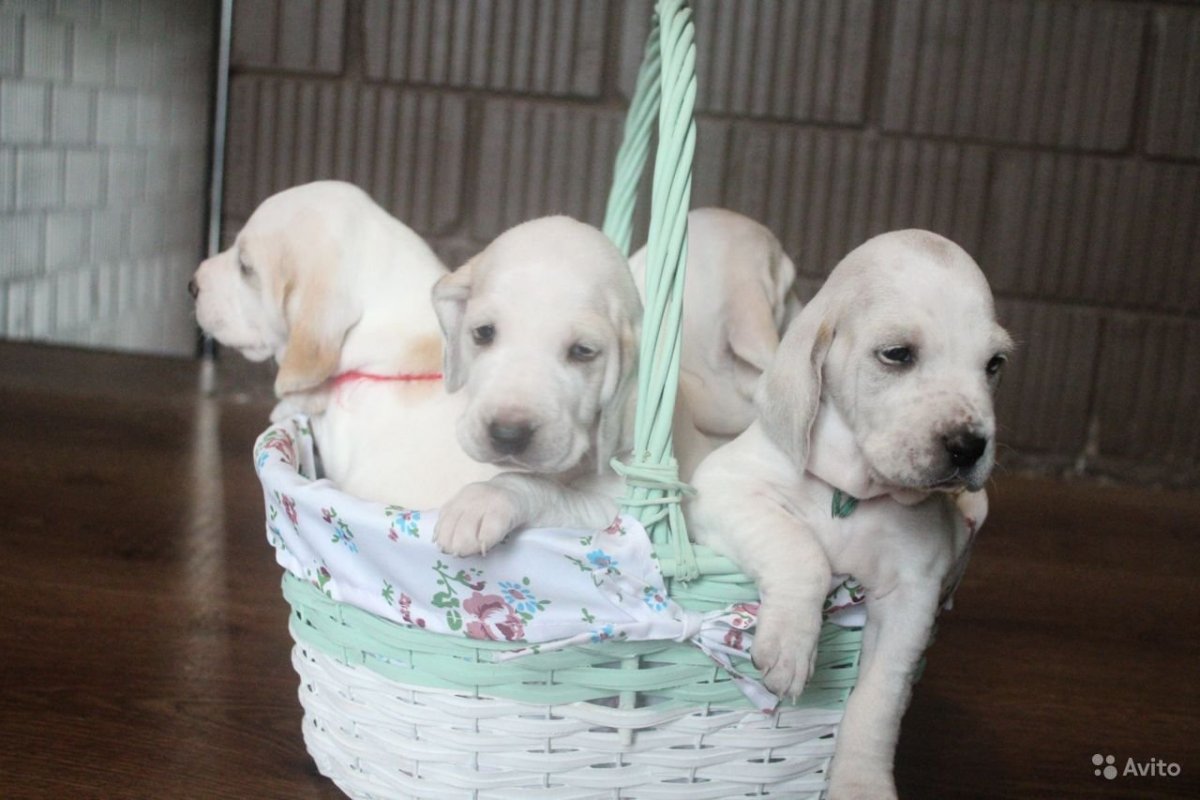 Самые элитные породы собак