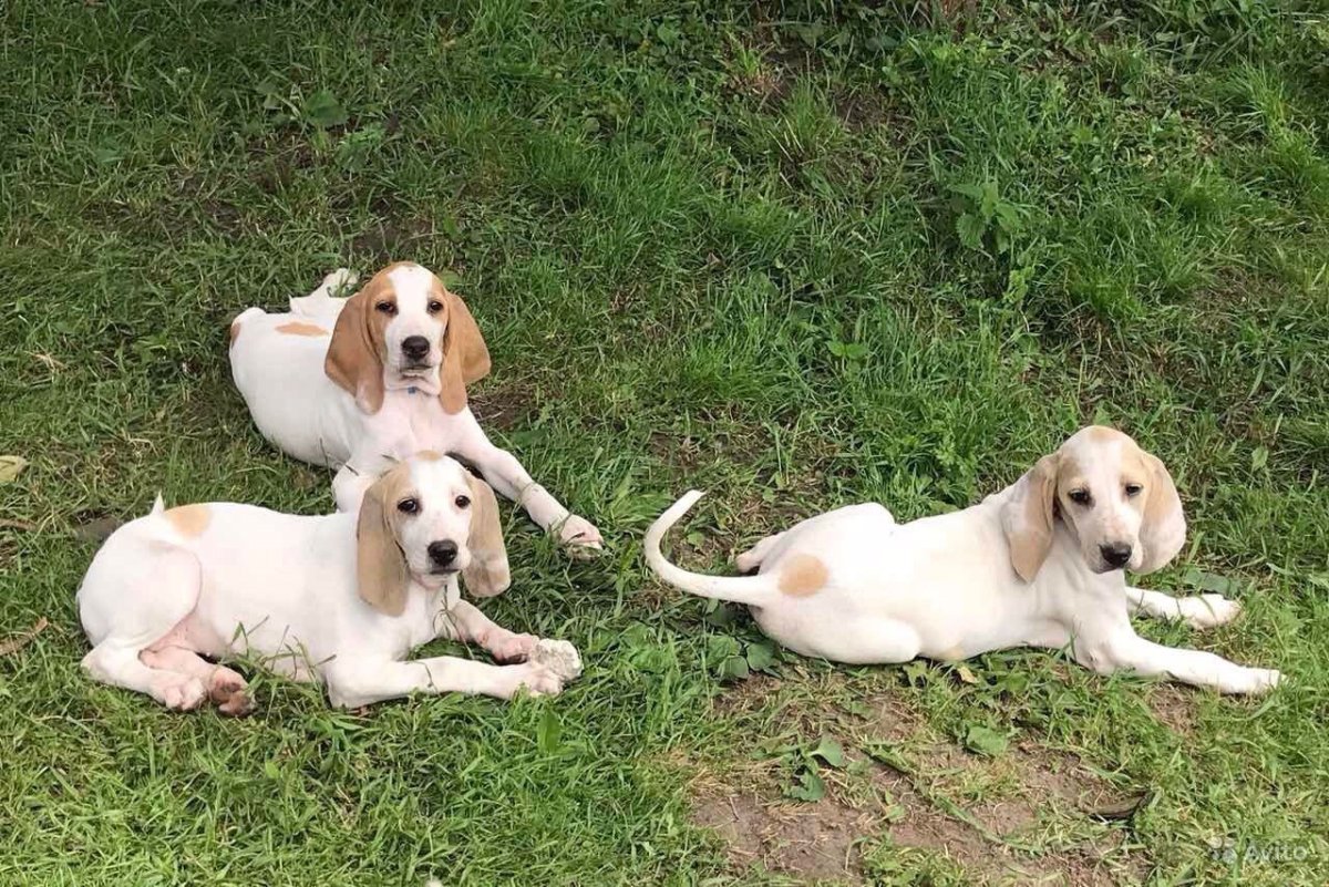 Порселен порода собак