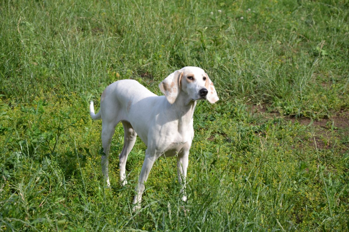 Французская гончая Порселен