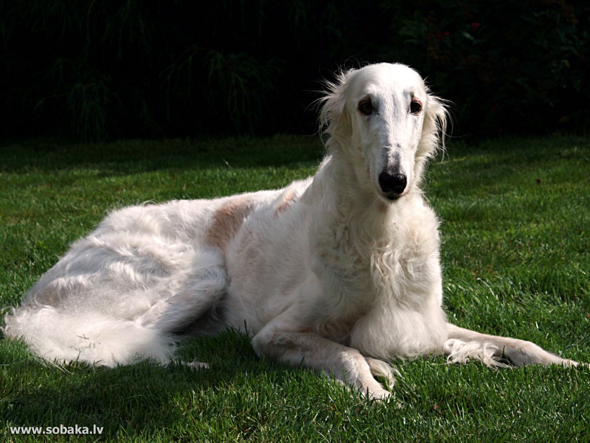 Салюки порода собак