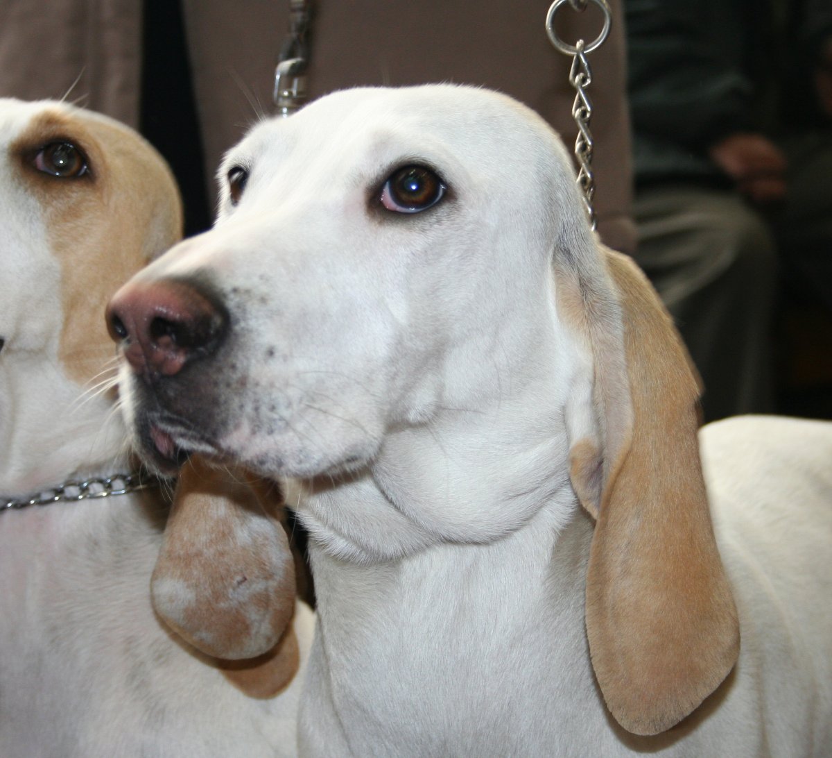 Волкодав Акбаш