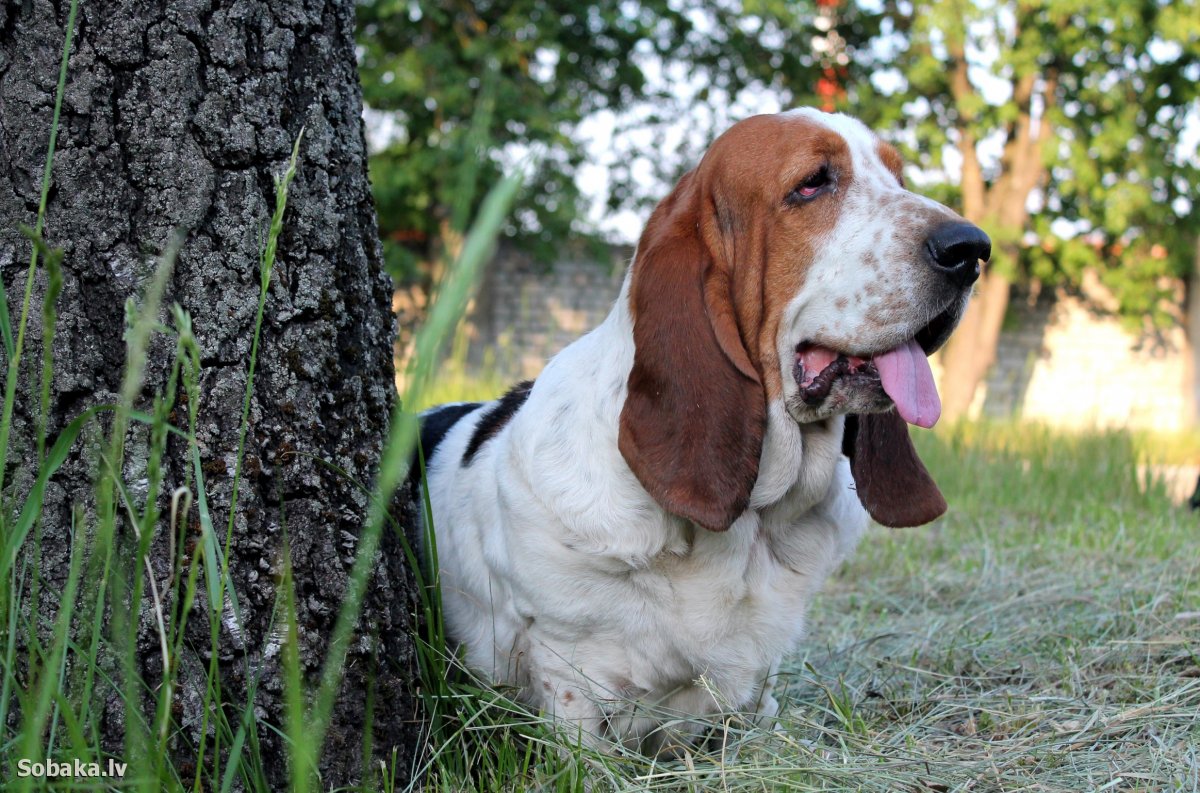 Порселен фарфоровая гончая