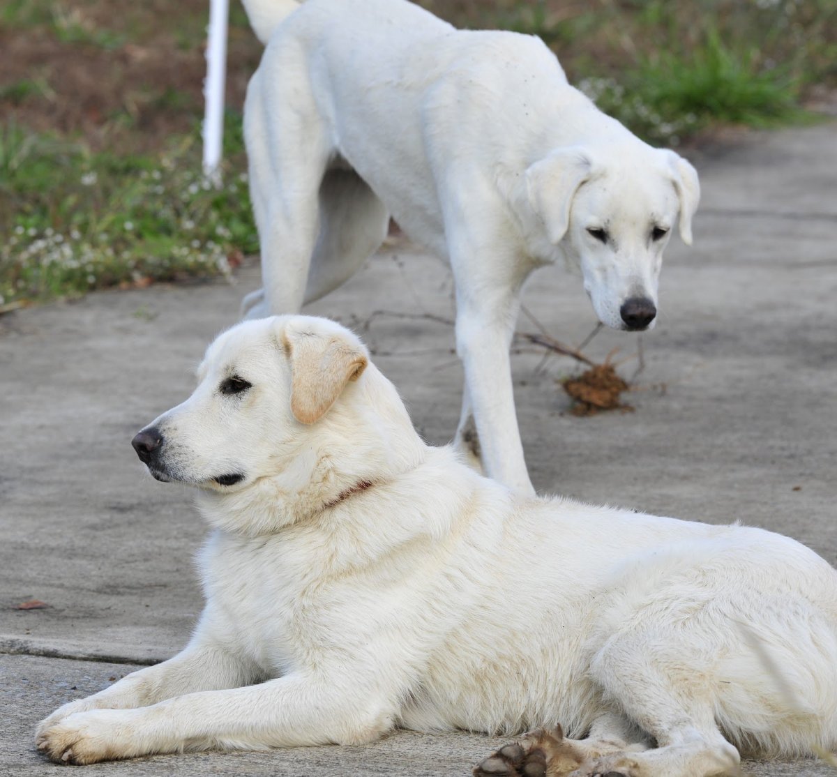 Порселен собака