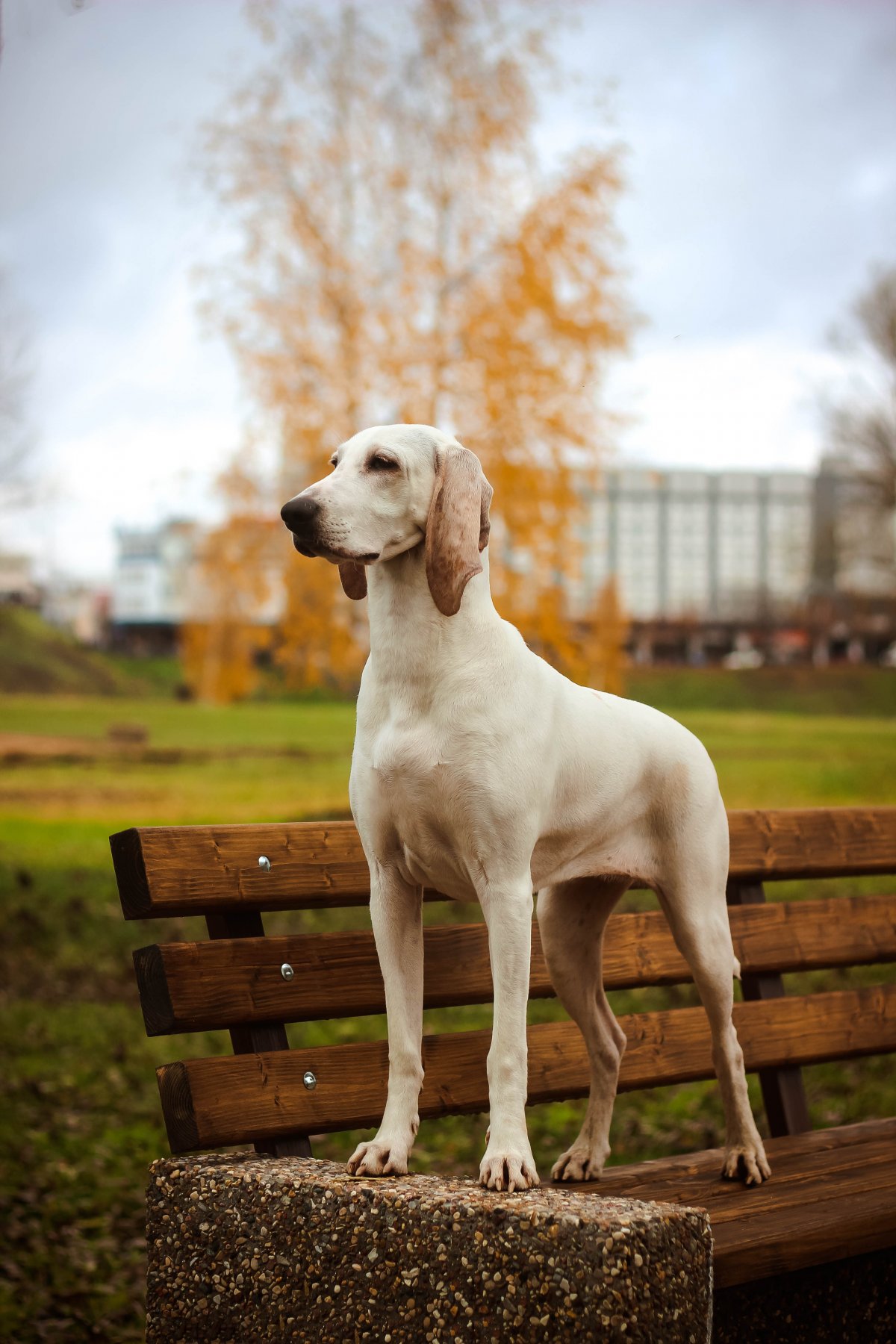 Порселен щенки