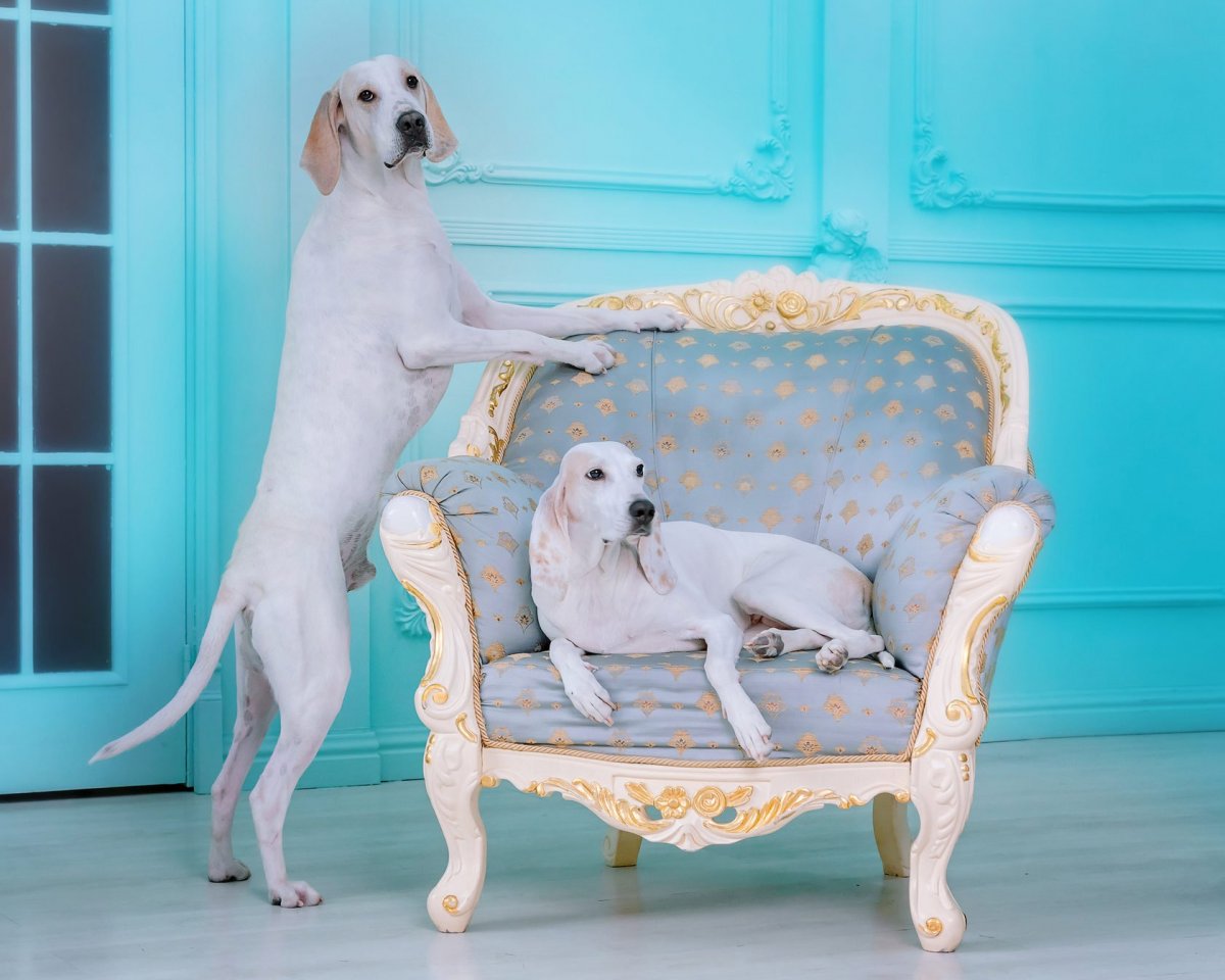 Порселен фарфоровая гончая