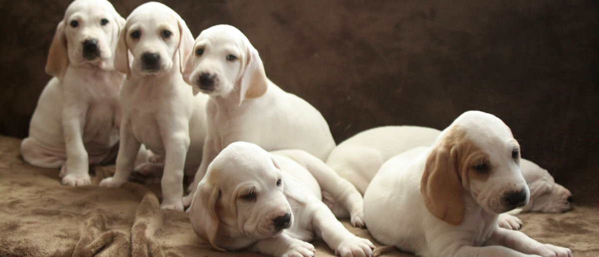 Питомник Тина трейдинг Порселен