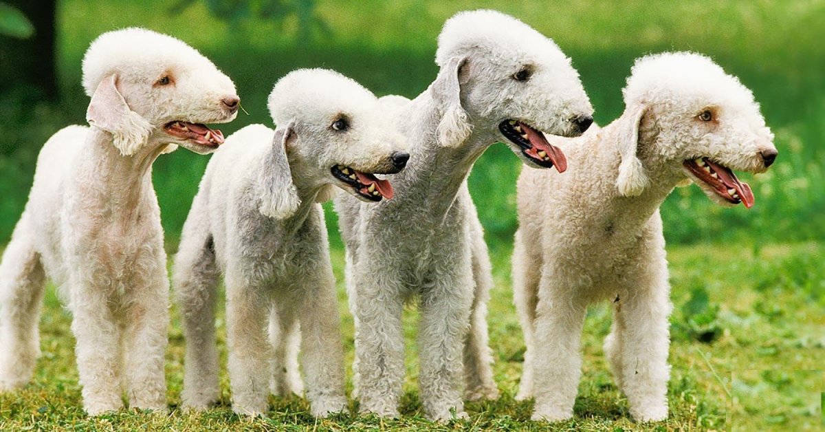 Русская гончая борзая