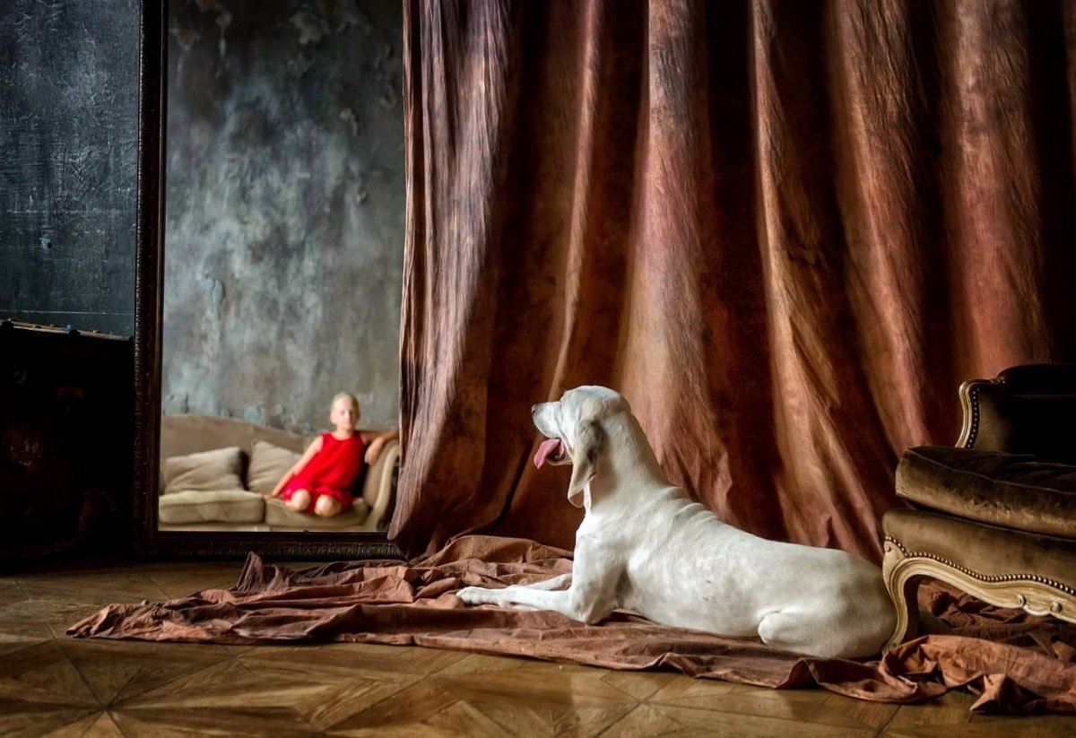 Порселен порода собак