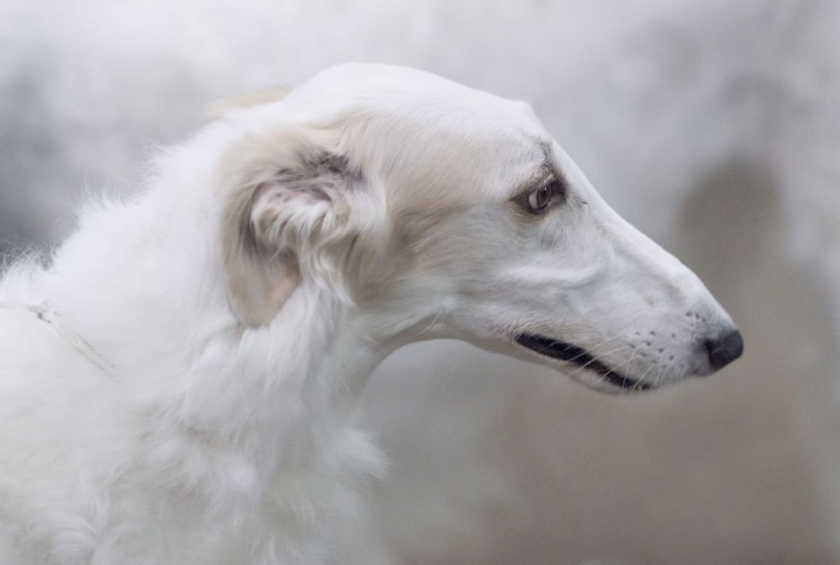 Белый Бигль альбинос