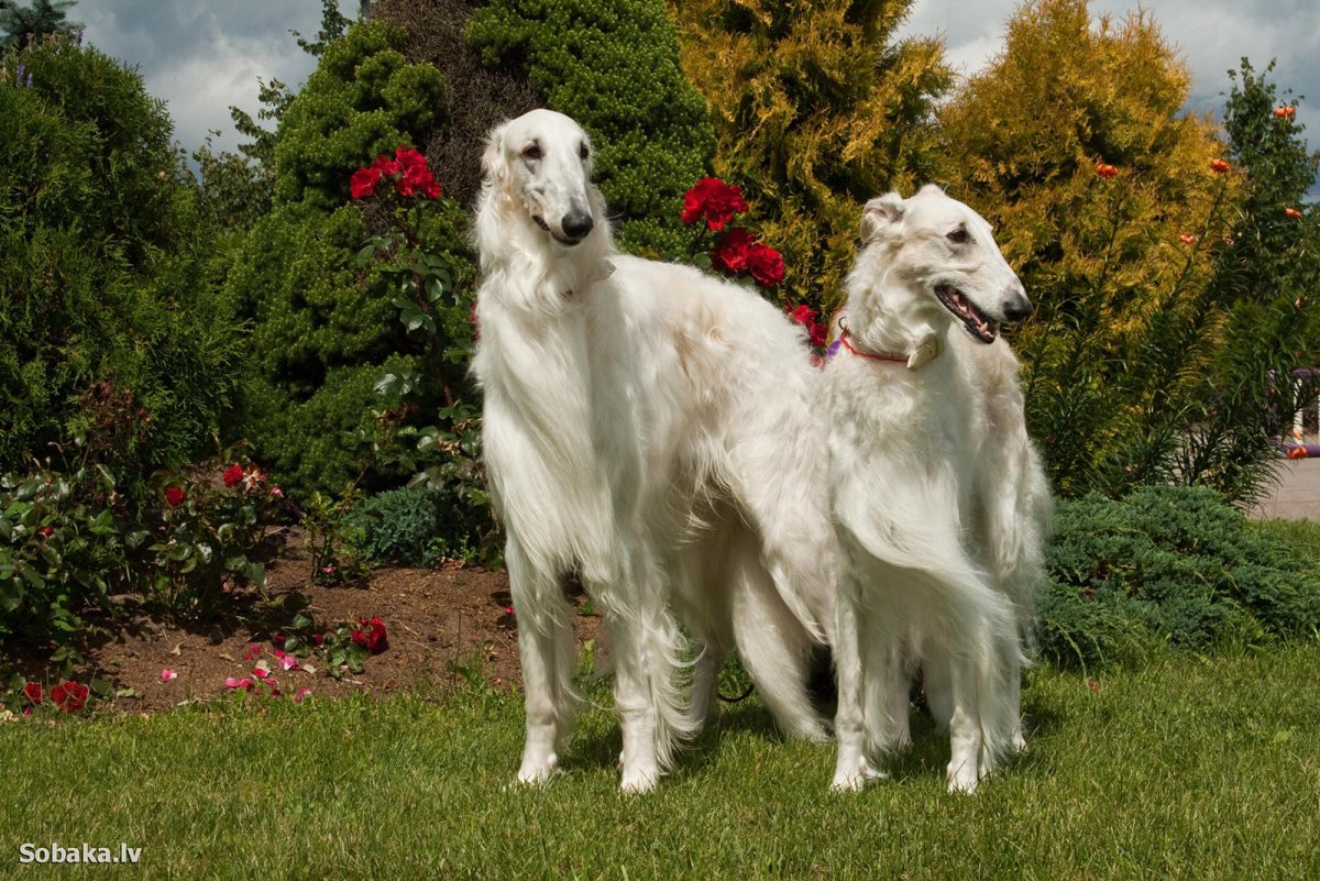 Щенок на земле