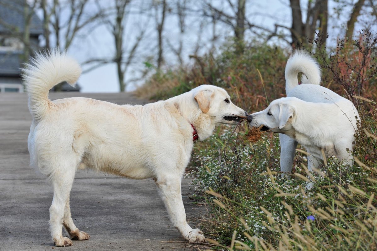 Веймаранер цветы