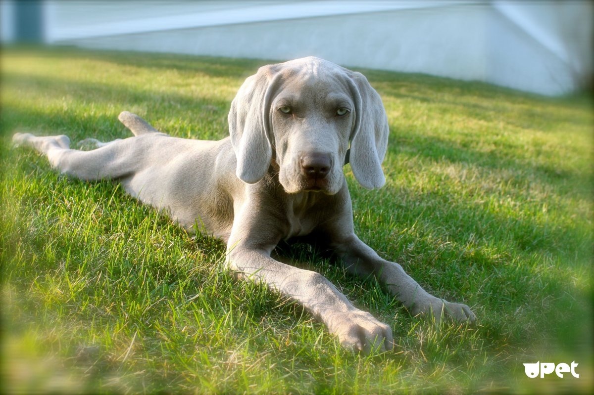 Кореллианская гончая