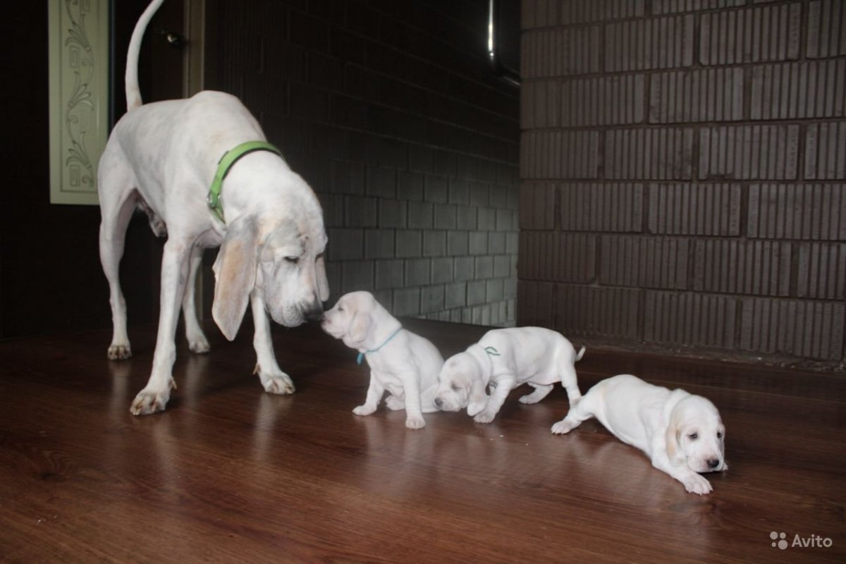 Порселен фарфоровая гончая