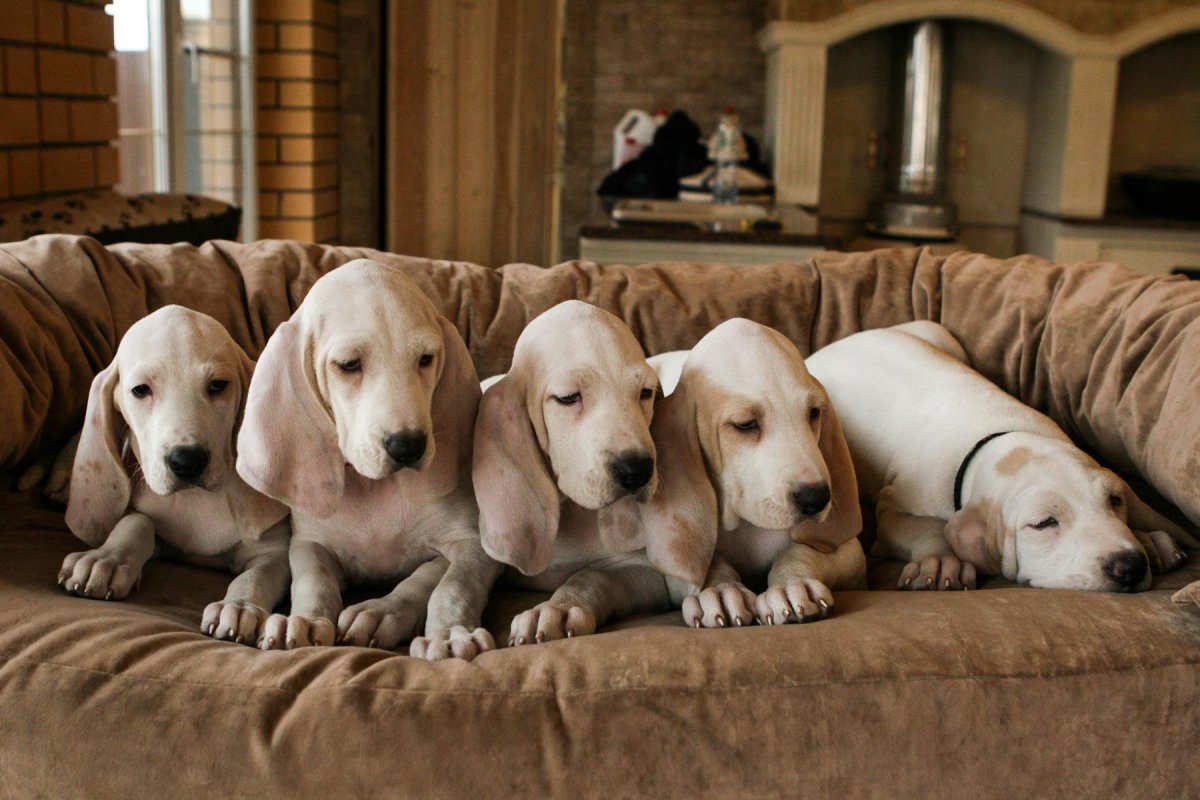 Как выбрать щенка фарфоровая гончая описание породы собак