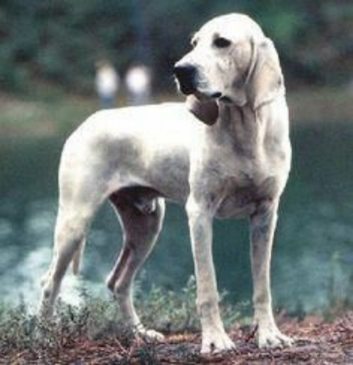 Фарфоровая собака порода