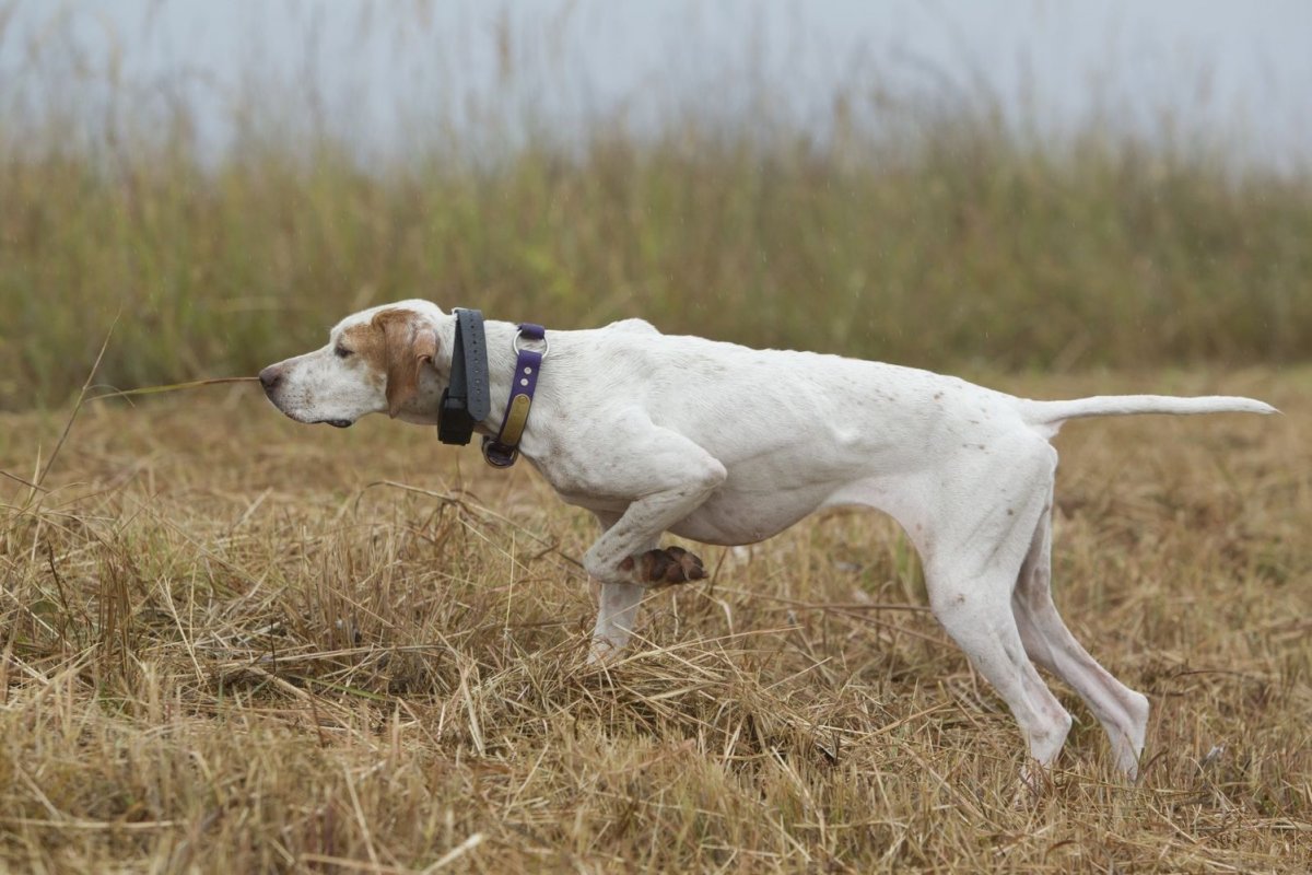 Питомник Тина трейдинг Порселен
