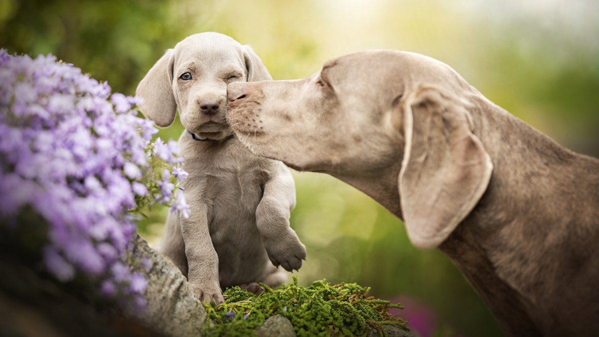 Смешные собачки