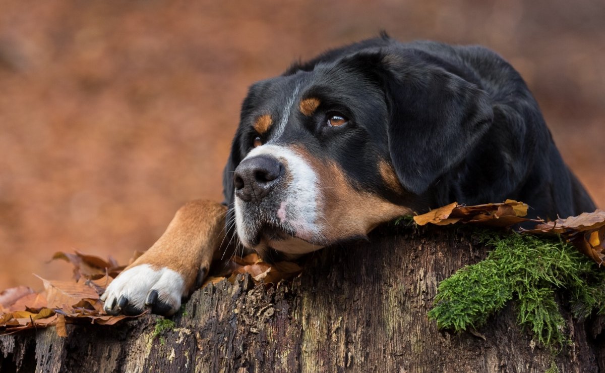 Щенки крупных пород собак