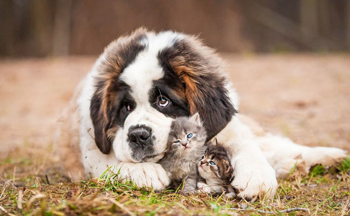 Тибетский Сенбернар